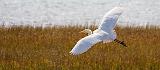 Egret In Flight_32233